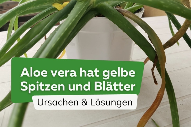 Hilfe: Aloe vera hat gelbe Spitzen und Blätter