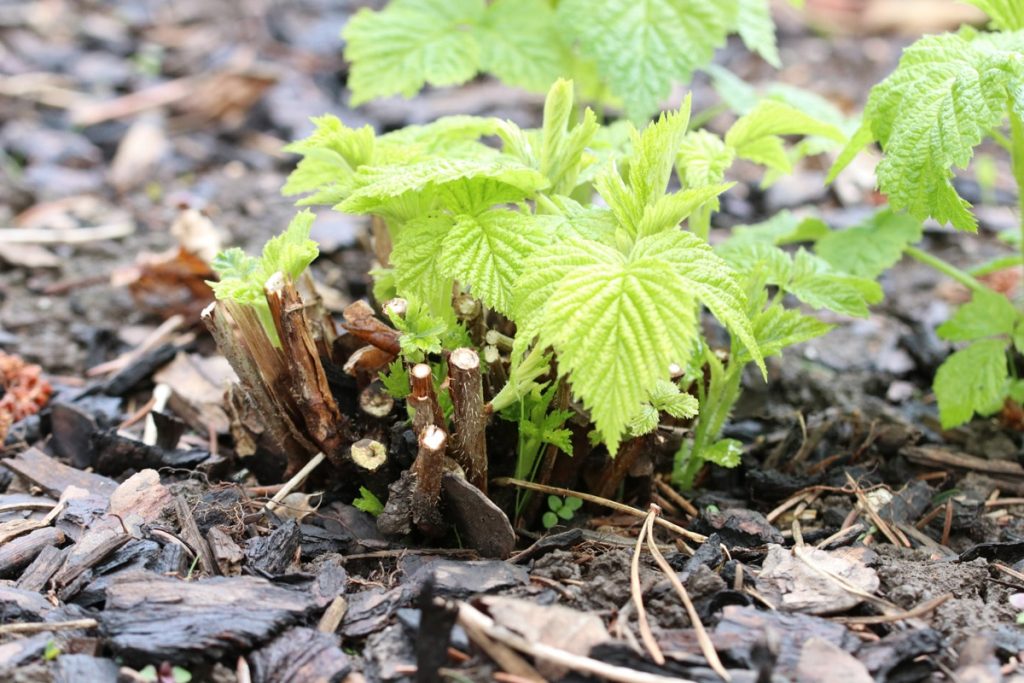 Neue Triebe an zurückgeschnittenen Himbeeren