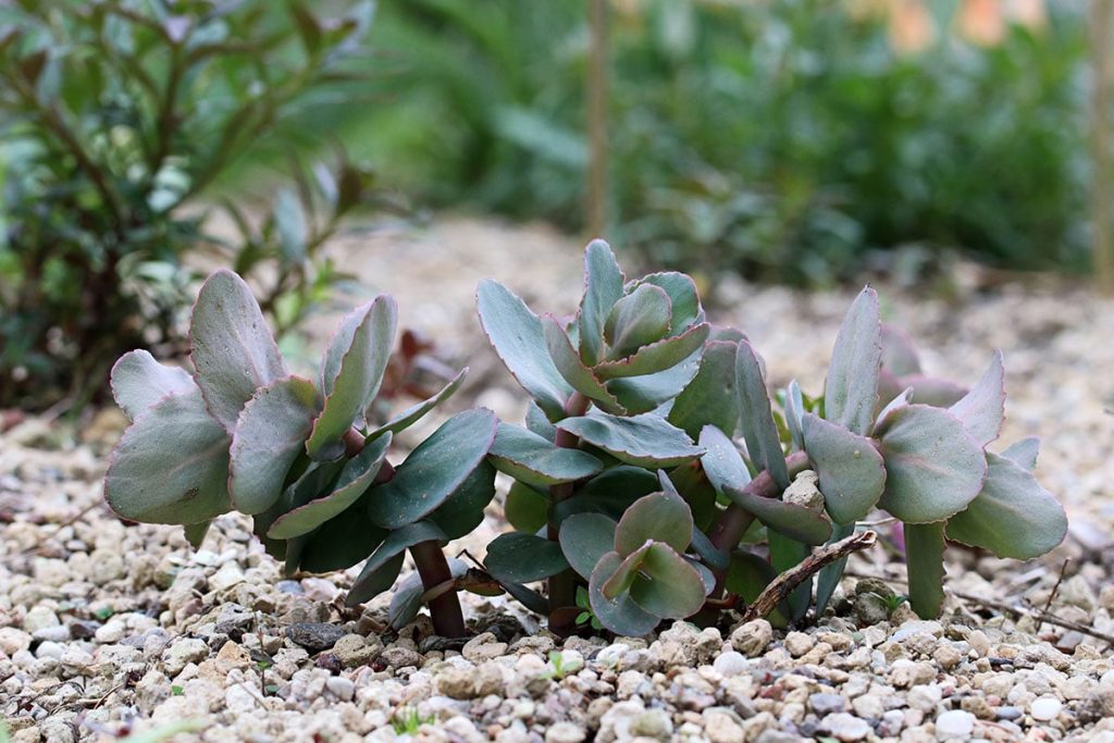 Hohe Fetthenne, Sedum telephium Xenox