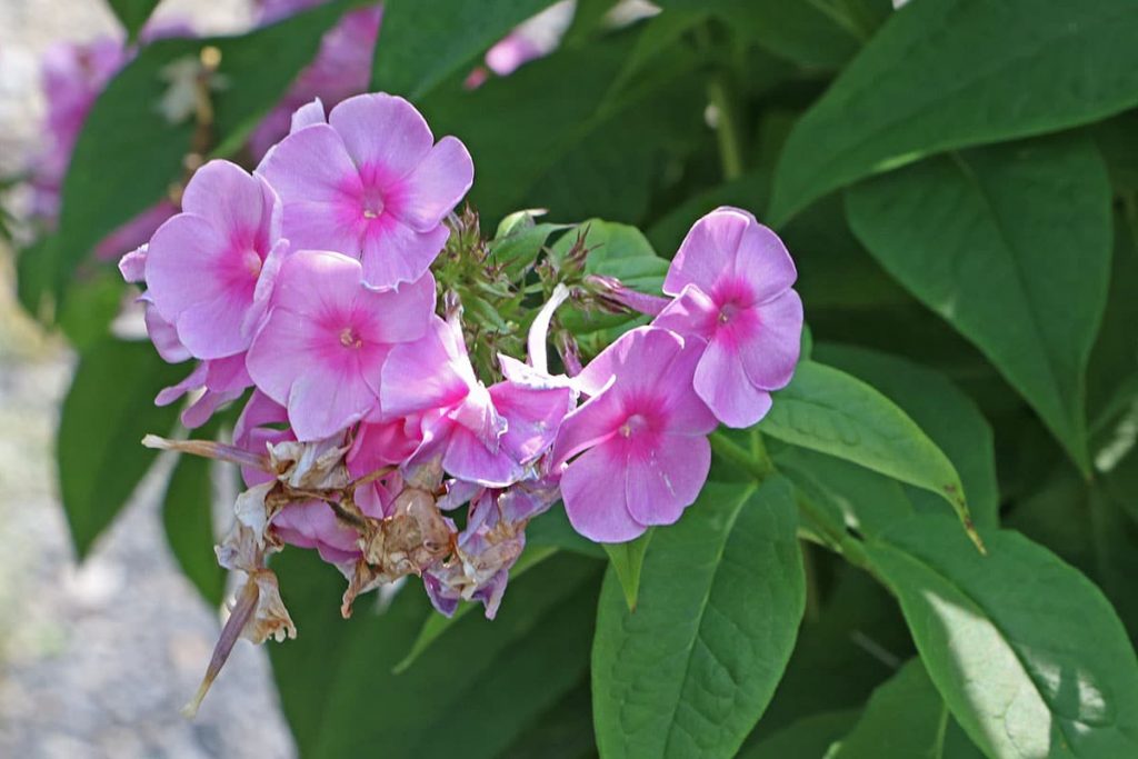 Hohe Flammenblume (Phlox paniculata)