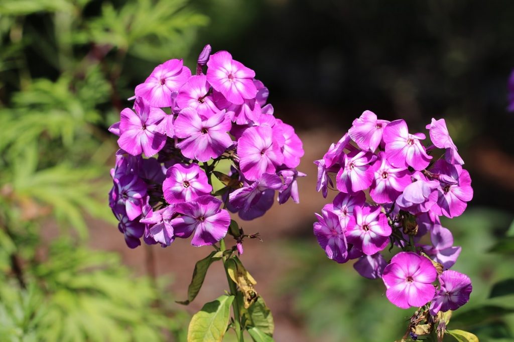 Hoher Staudenphlox - Phlox paniculata