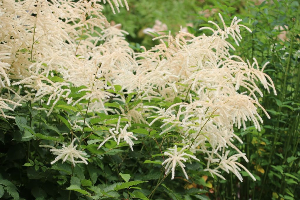 Hoher Wald-Geißbart (Aruncus dioicus)