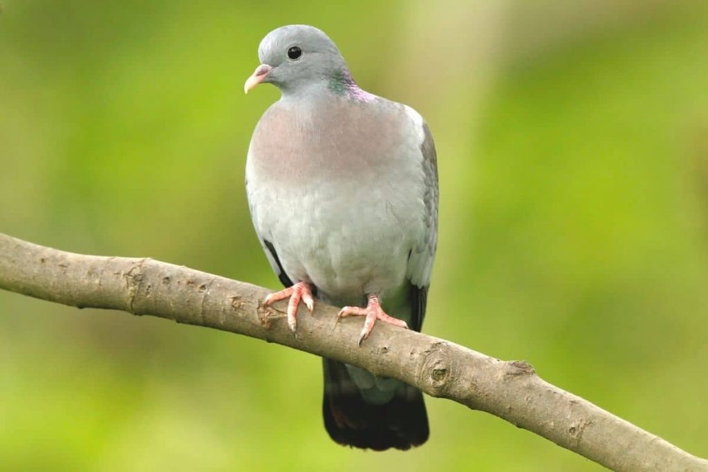 Hohltaube - Columba oenas