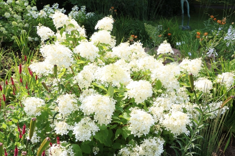 Hortensien (Hydrangea)