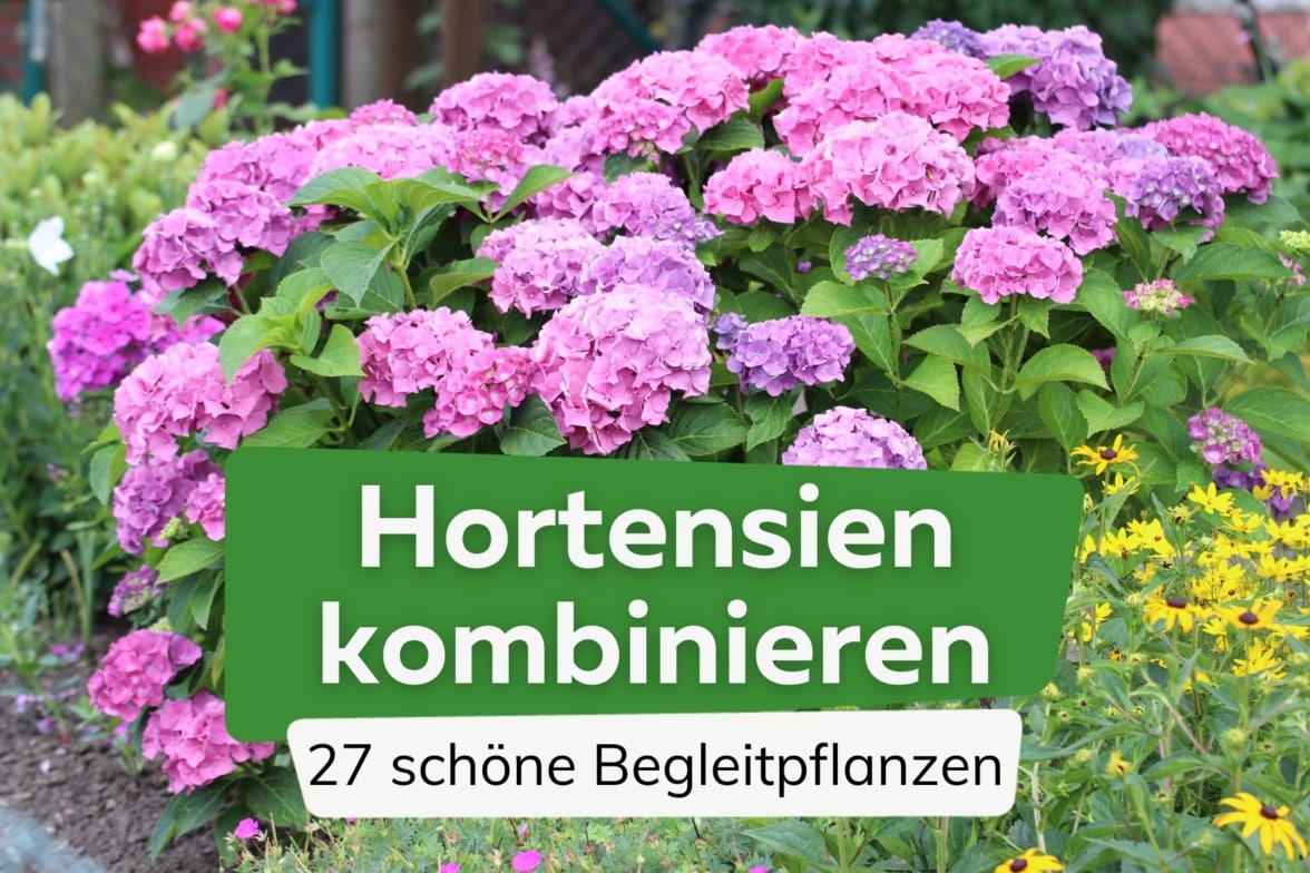 Was Passt Zu Hortensien