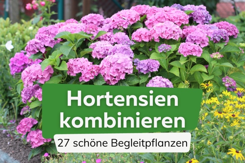 Hortensien kombinieren: 27 ideale Begleitpflanzen