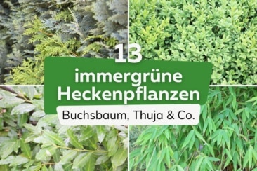 Blickdichte Hecke: 13 immergrüne Heckenpflanzen