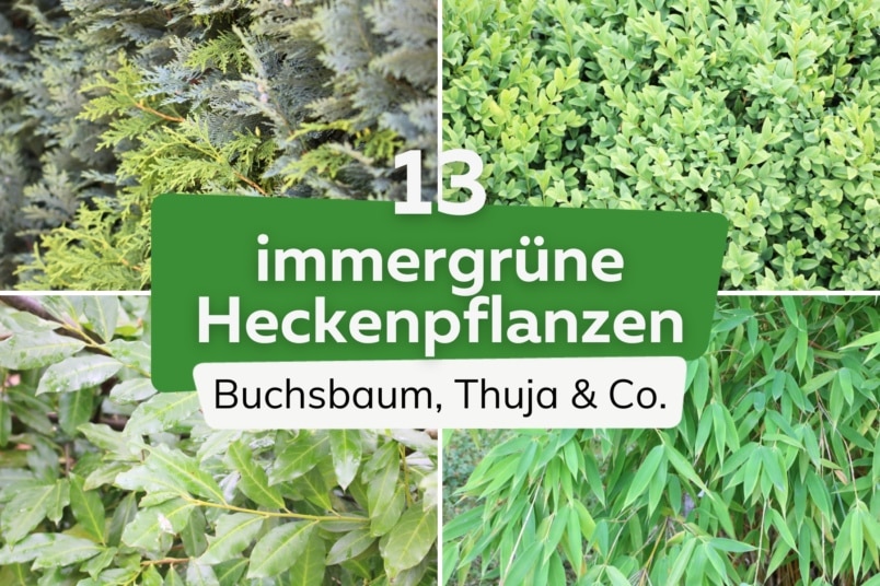 Blickdichte Hecke: 13 immergrüne Heckenpflanzen