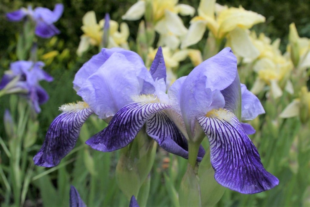 Iris - Schwertlilie