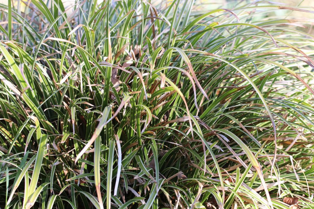 Japan-Segge - Carex morrowii