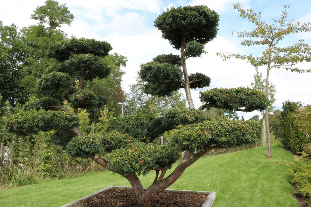 Japanische Eibe - Taxus cuspidata