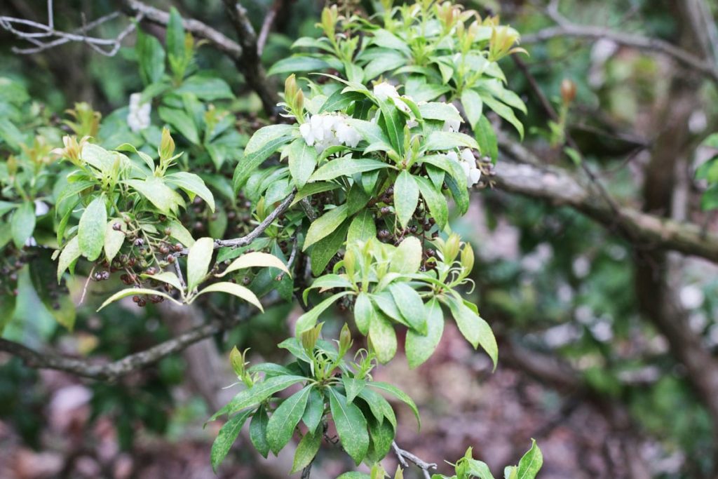 Japanische Lavendelheide - Pieris japonica