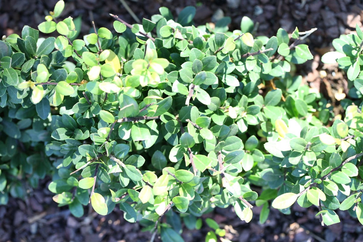 Ilex crenata 'Green Lustre'