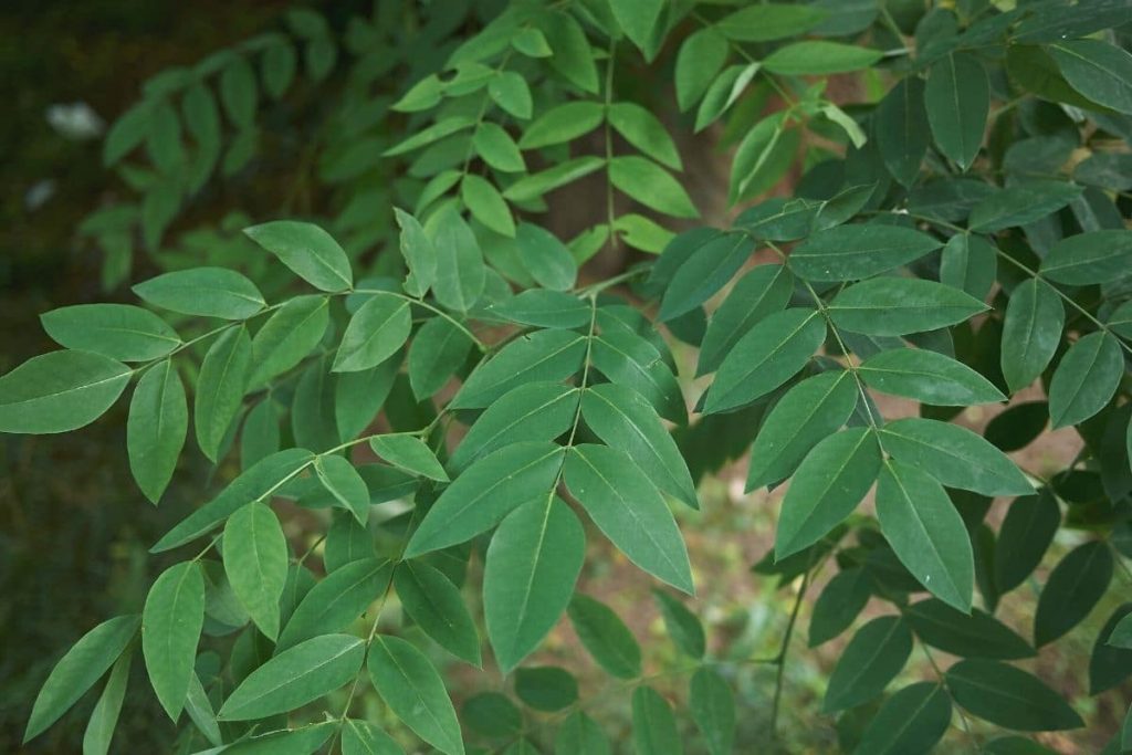 Japanischer Schnurbaum - Styphnolobium japonicum