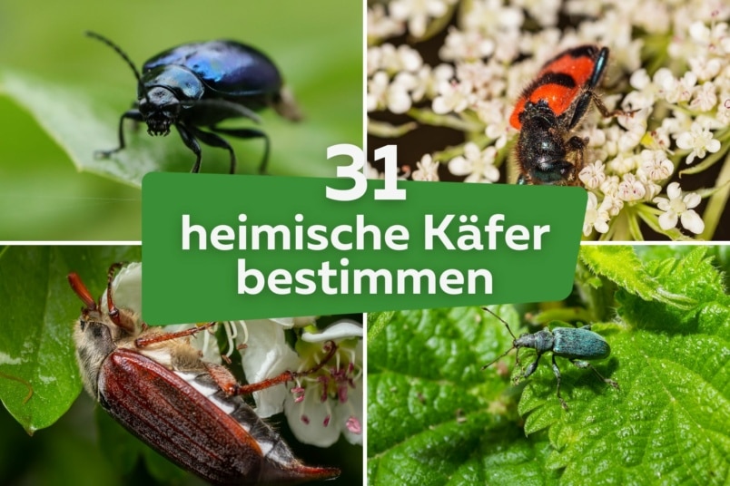 Käfer bestimmen: 31 heimische Käfer von A-Z