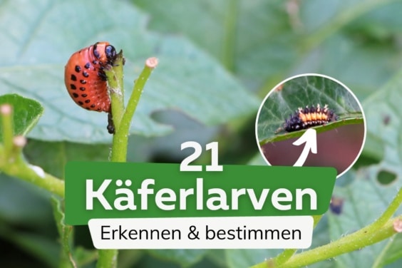 Käferlarven erkennen und bestimmen: 21 Arten