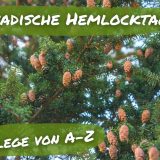 Kanadische Hemlocktanne - Tsuga canadensis