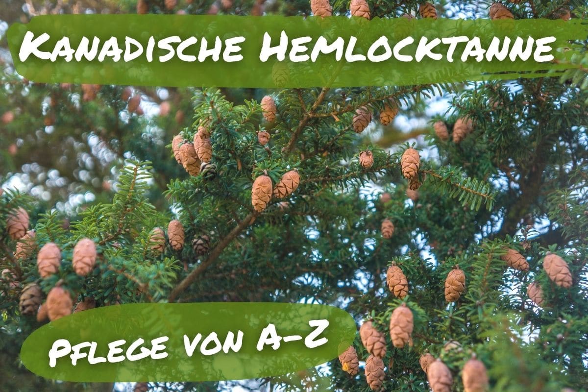 Kanadische Hemlocktanne - Tsuga canadensis