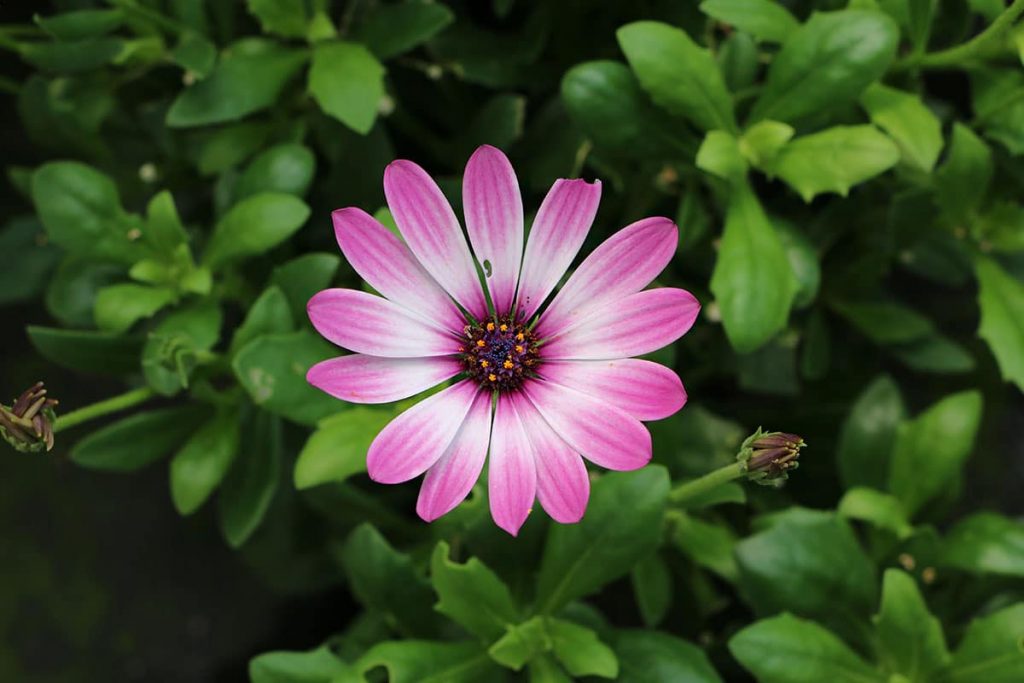 Kapkörbchen - Osteospermum