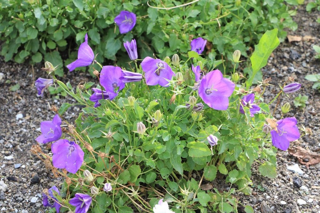 Begleitpflanzen für Rosen - Karpaten-Glockenblume