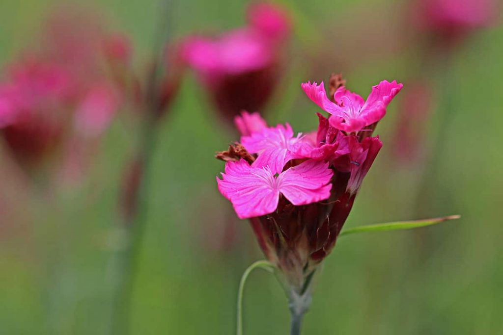 Kartäusernelke (Dianthus carthusianorum), Begleitpflanze