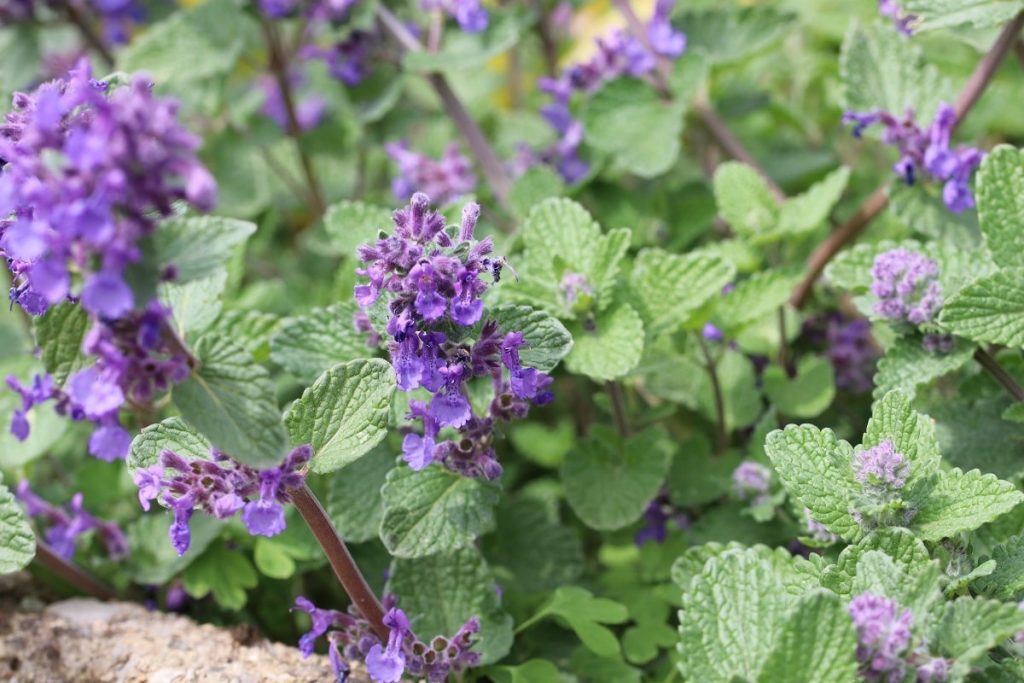 Rosen kombinieren - Katzenminze - Nepeta cataria