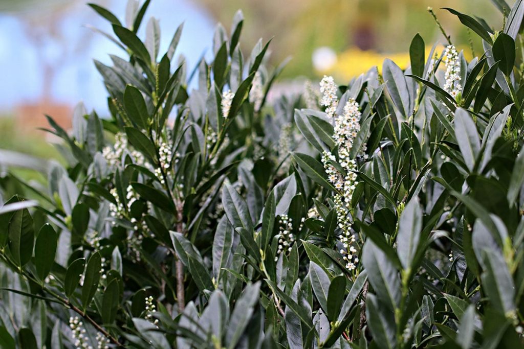 Kirschlorbeer - Prunus laurocerasus