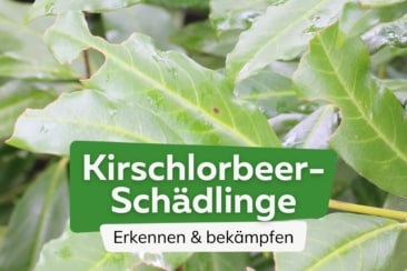 Kirschlorbeer: die 6 häufigsten Schädlinge