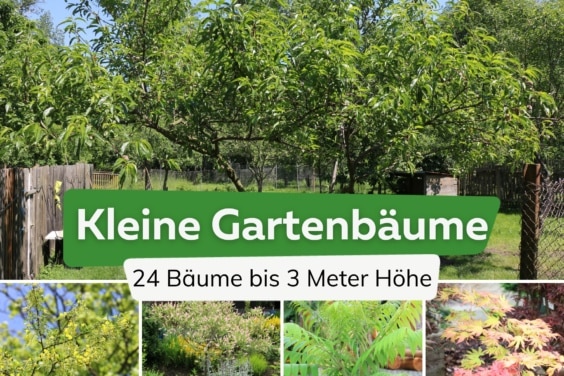 Kleine Bäume bis 3m Höhe: 24 Empfehlungen