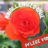 Knollenbegonie - Begonia boliviensis