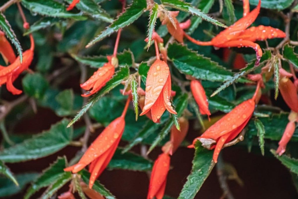 Nasse Begonia boliviensis