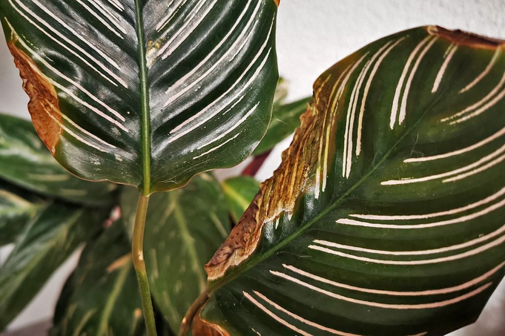 braune Blätter Calathea