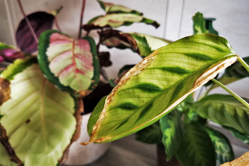 braune Blätter Calathea