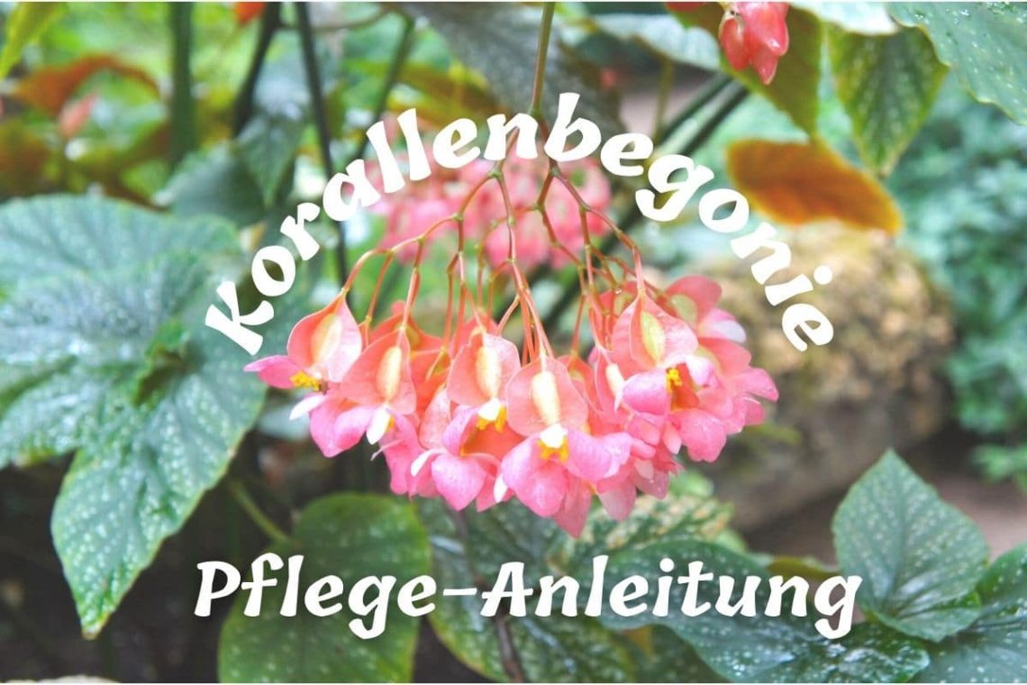 Korallenbegonie - Begonia corallina