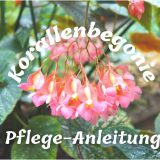 Korallenbegonie - Begonia corallina