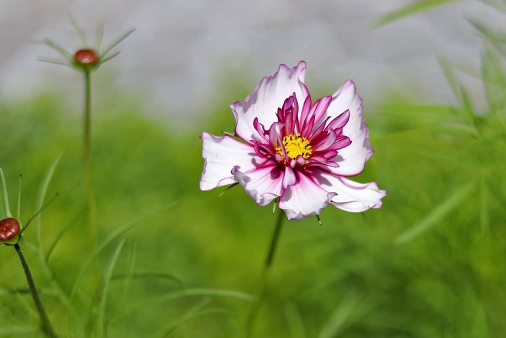 Schmuckkörbchen - Cosmos bipinnatus