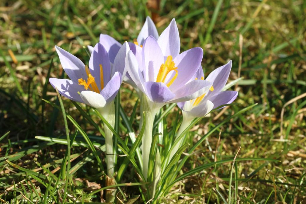 Gräser kombinieren - Krokus