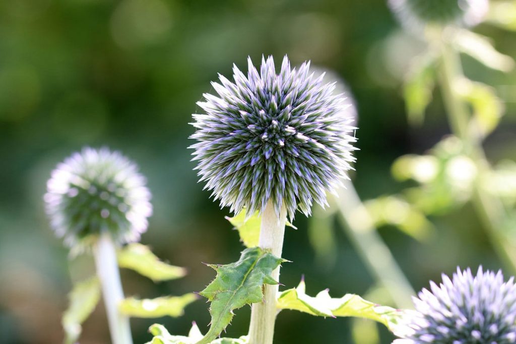 Kugeldistel (Echinops), Begleitpflanzen