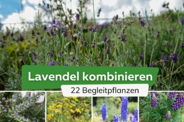 Lavendel kombinieren: 22 ideale Begleitpflanzen