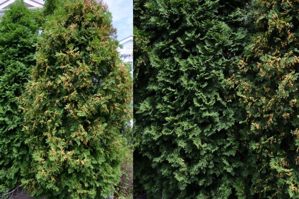 Lebensbaum 'Smaragd' (Thuja occidentalis 'Smaragd'), Heckenpflanze