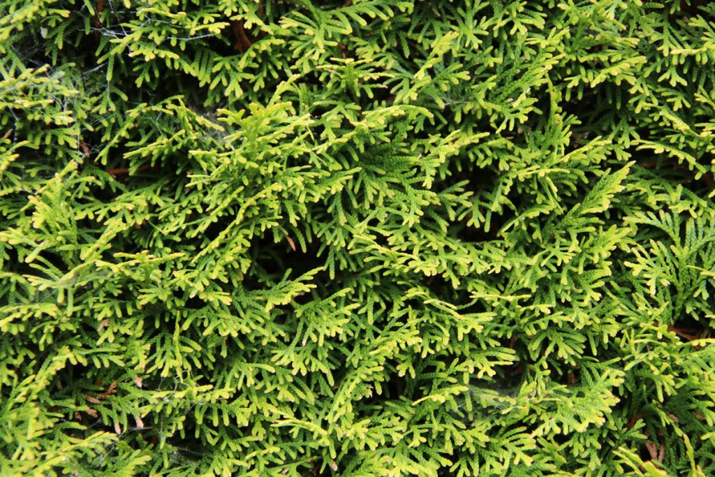 Lebensbaum - Thuja occidentalis 'Smaragd'