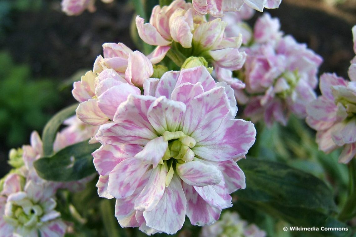 Levkoje (Matthiola incana)