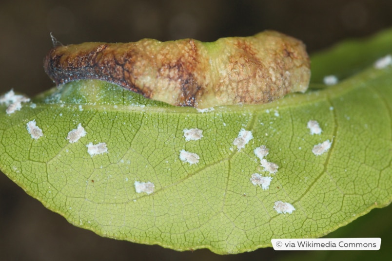 Lorbeerblattfloh (Trioza alacris)