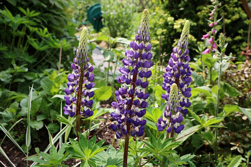 Lupine - Lupinus