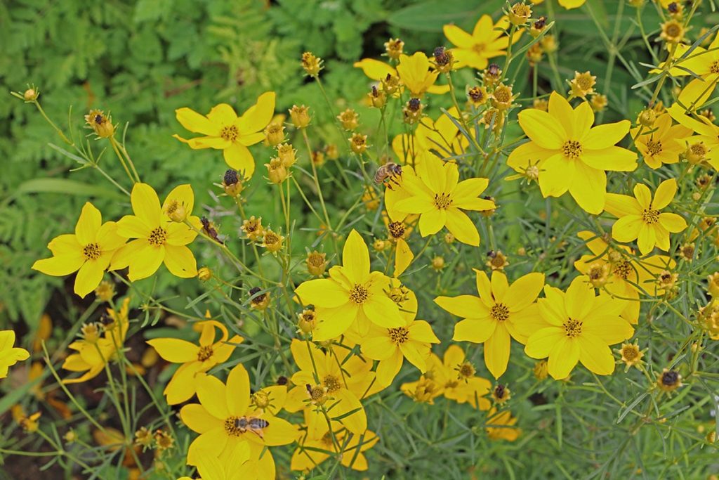 Mädchenauge (Coreopsis)