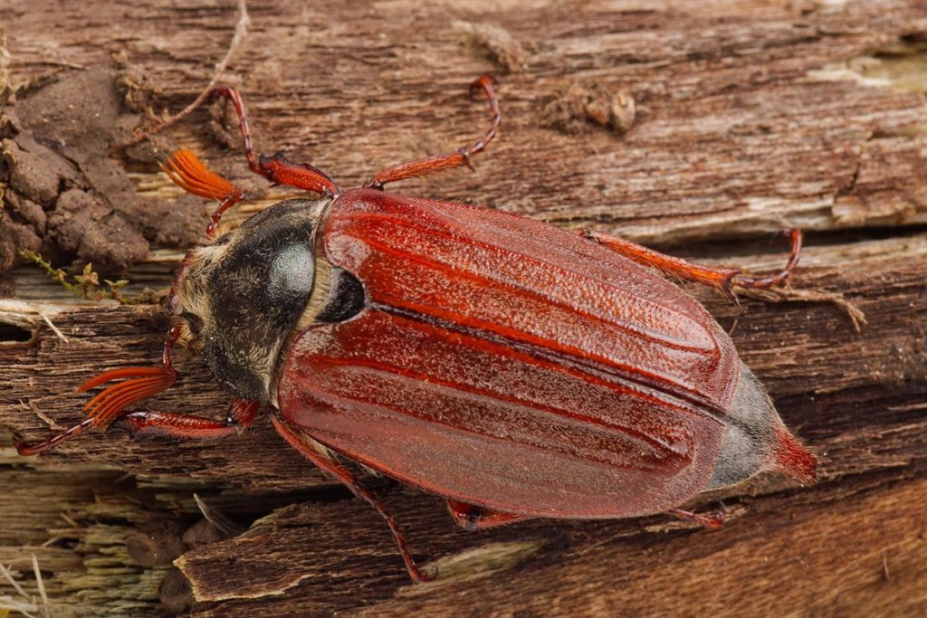 Maikäfer (melolontha melolontha) heimischer Käfer