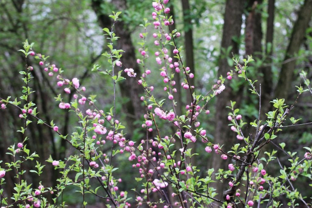 Mandelbäumchen - Prunus triloba