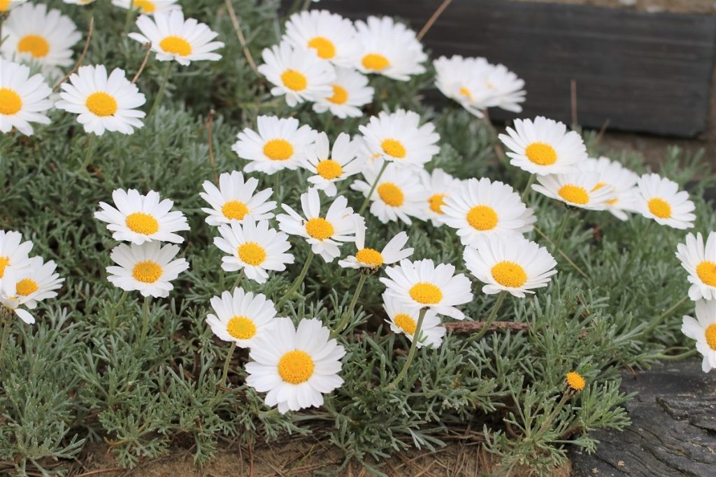 Margeriten - Leucanthemum