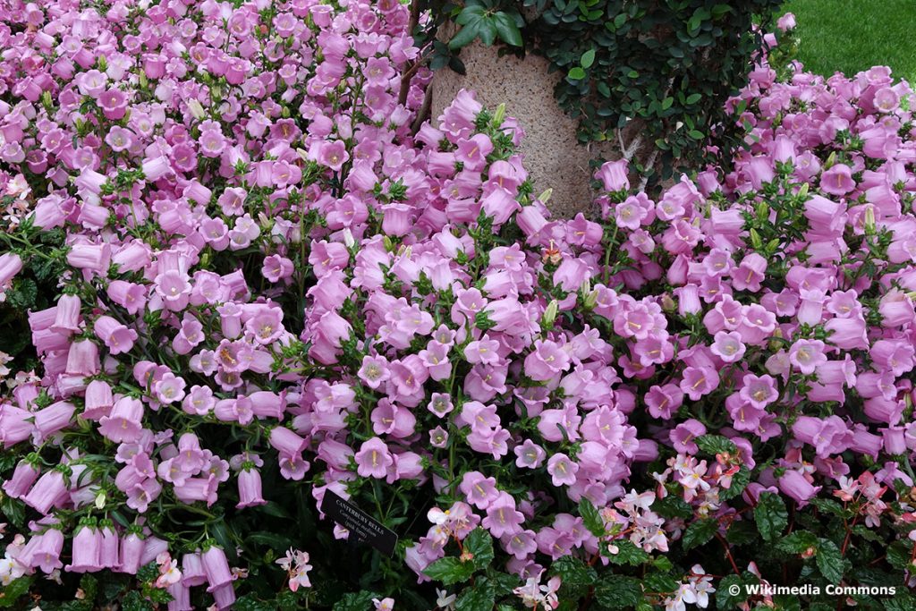 Marien-Glockenblume (Campanula medium)