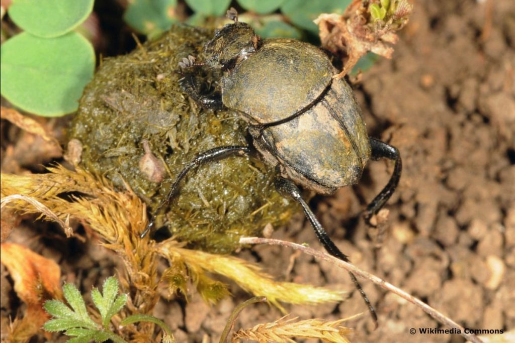 Matter Pillendreher (Sisyphus schaefferi)